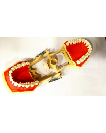 Arcada dentara model Phantom 32 dinti Gingie Moale  + ARTICULATOR